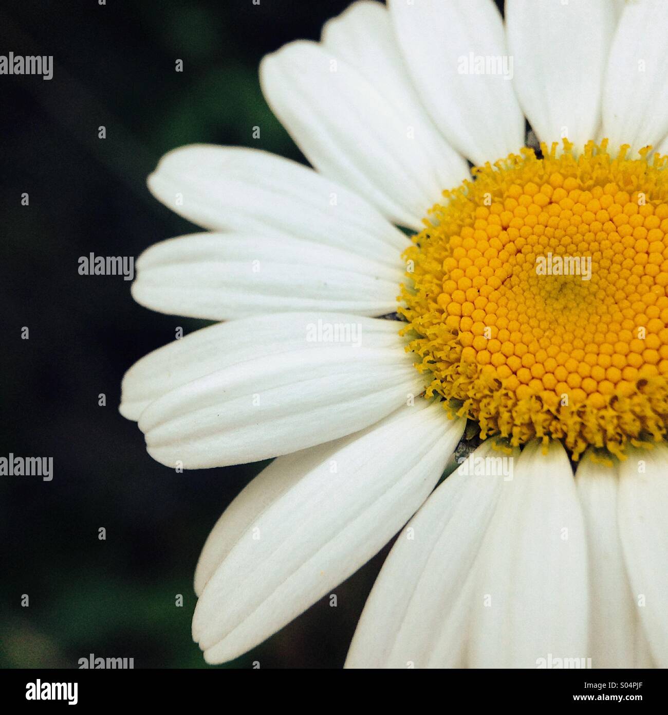 Daisy close up Stock Photo Alamy