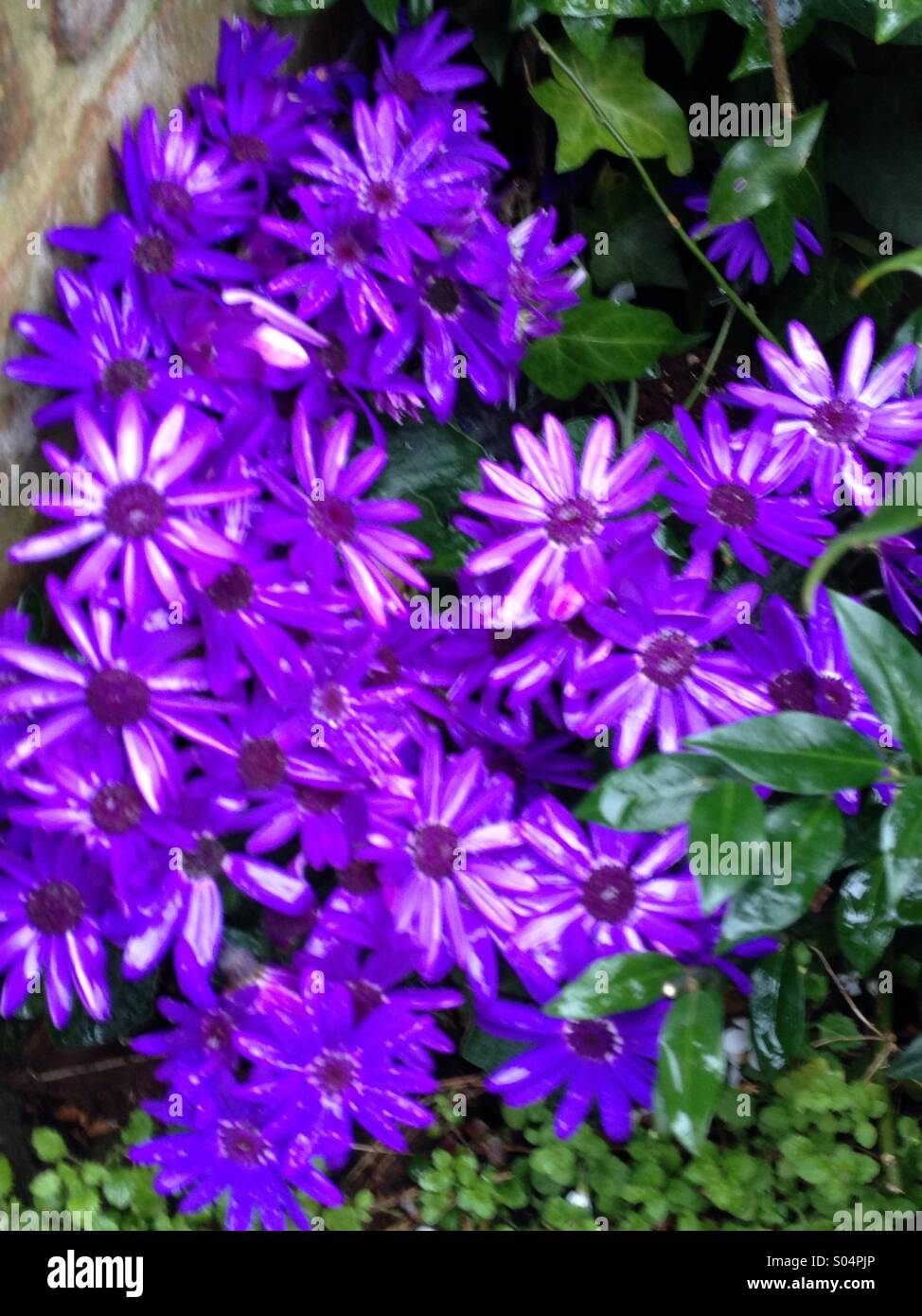 Purple flowers hi-res stock photography and images - Alamy