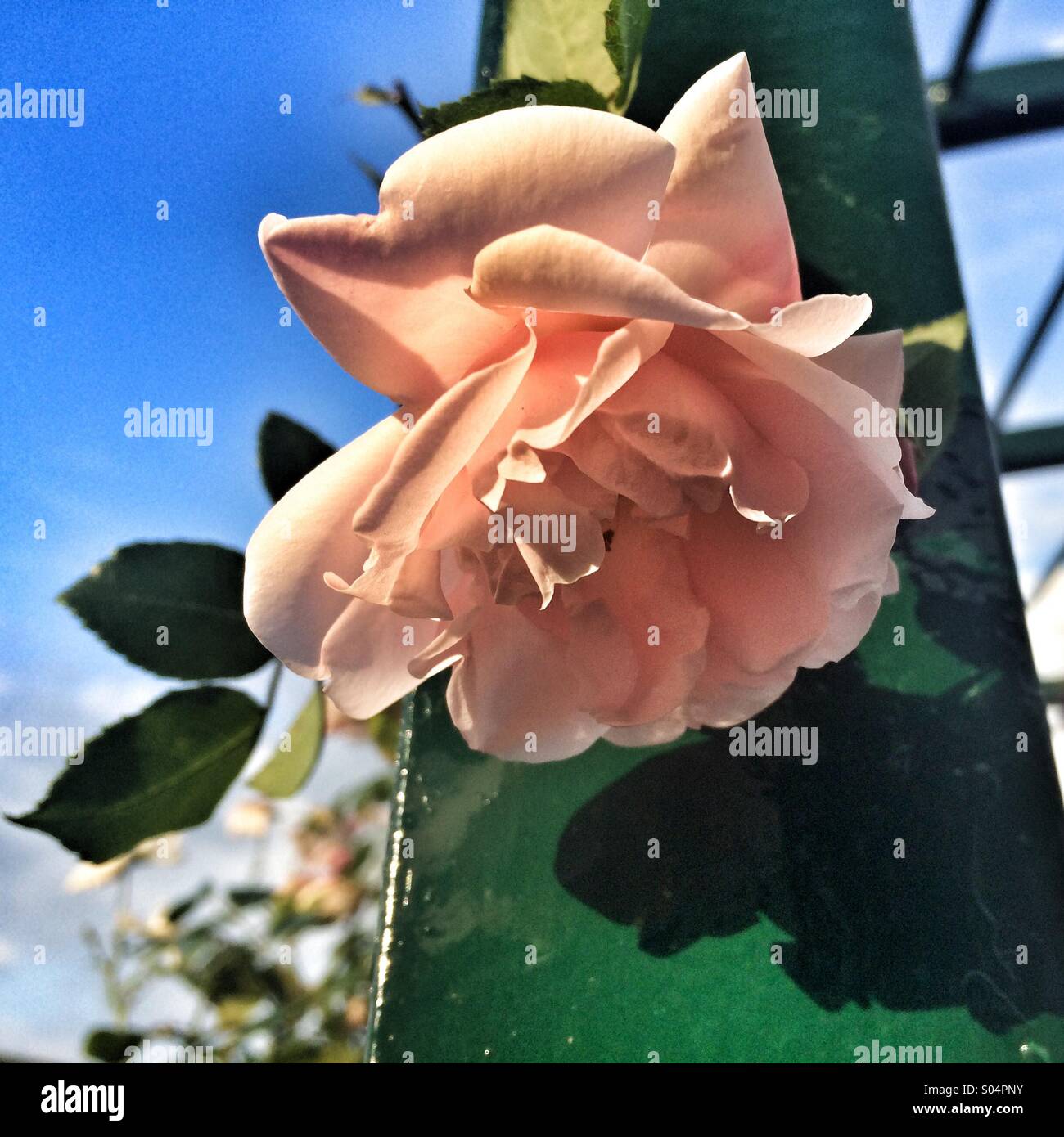 A pink rose in full bloom Stock Photo - Alamy