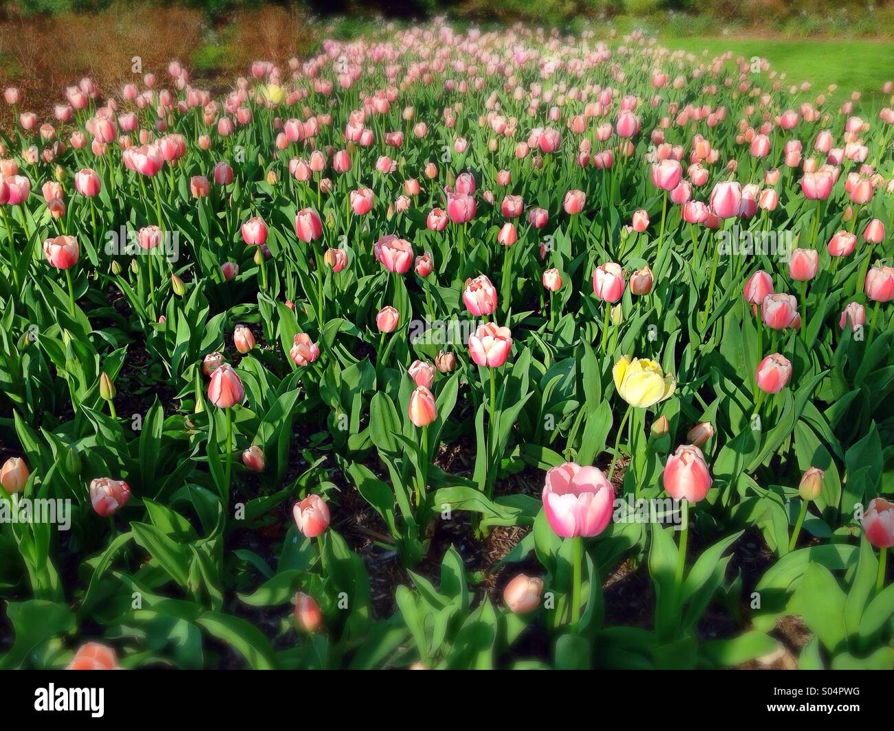 One yellow tulip amid a sea of pink tulips at Sherwood Gardens in Baltimore, Maryland Stock