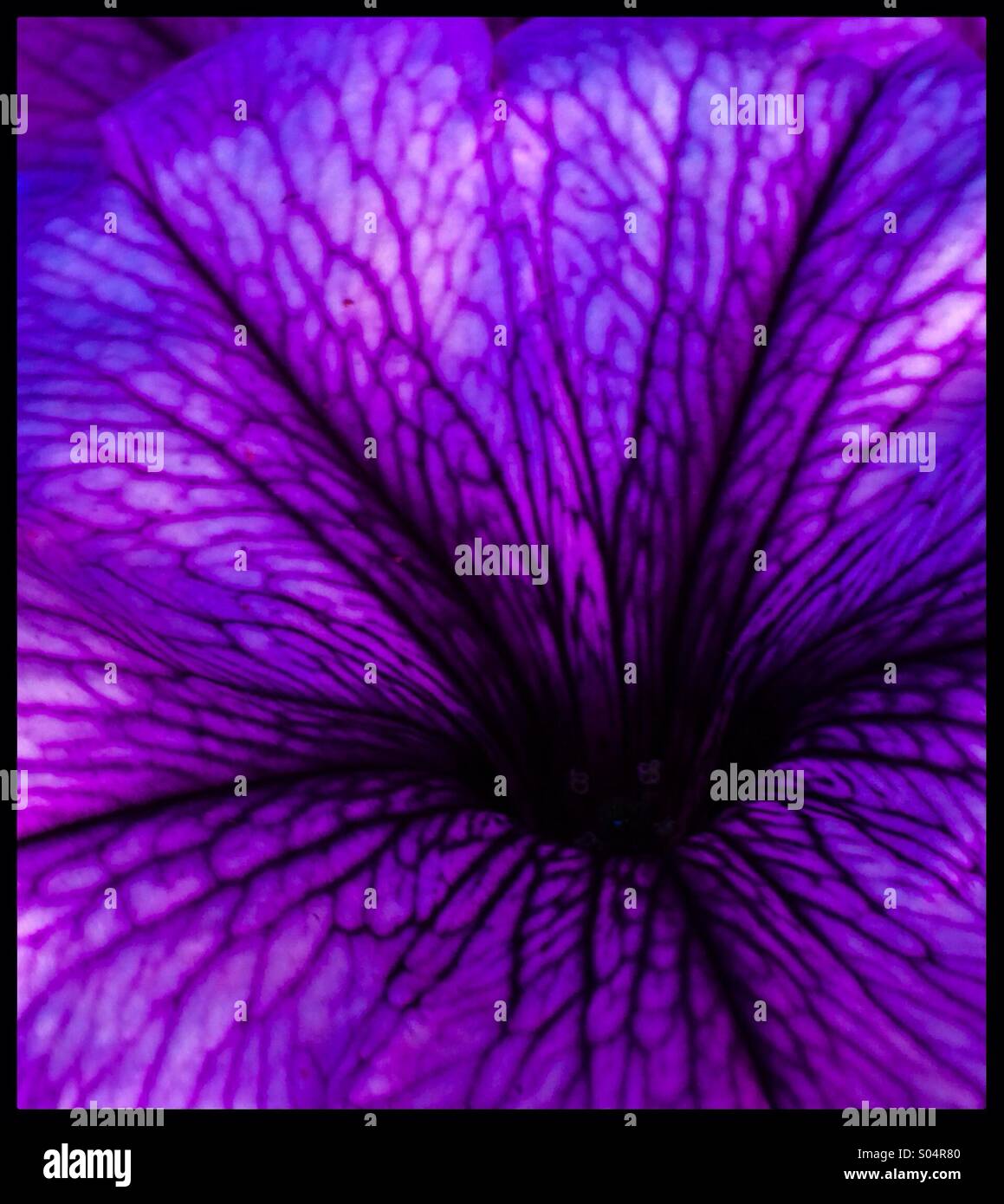 Purple petunia  close up Stock Photo