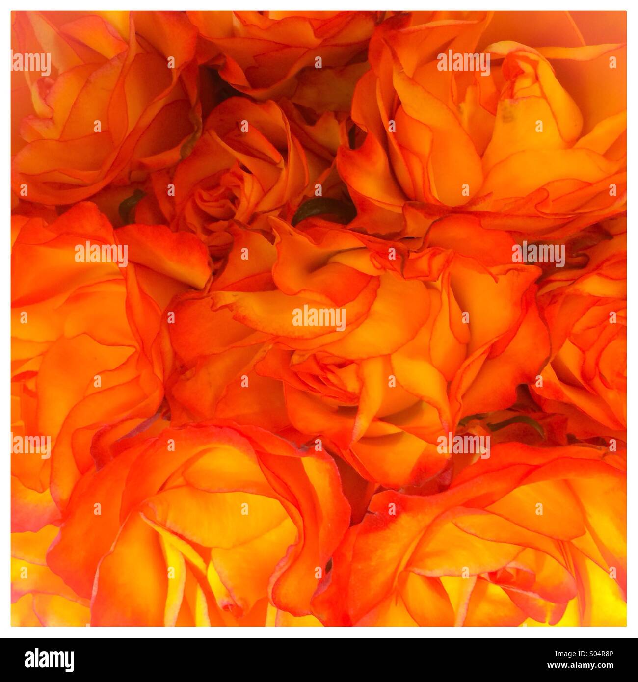 Orange rose background Stock Photo