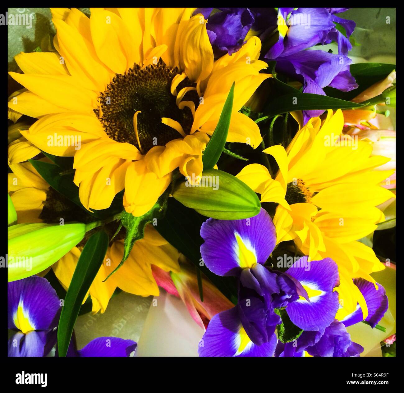 Sunflowers and irises background Stock Photo Alamy