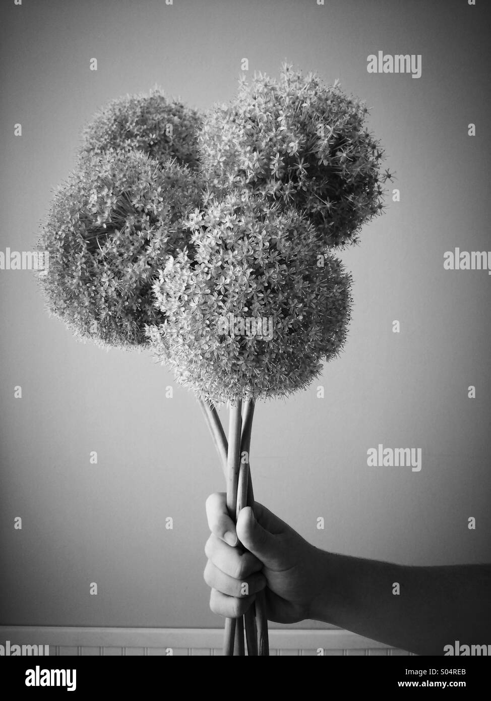 Hand holding Alium fliwers - Smartphone Captured Stock Image
