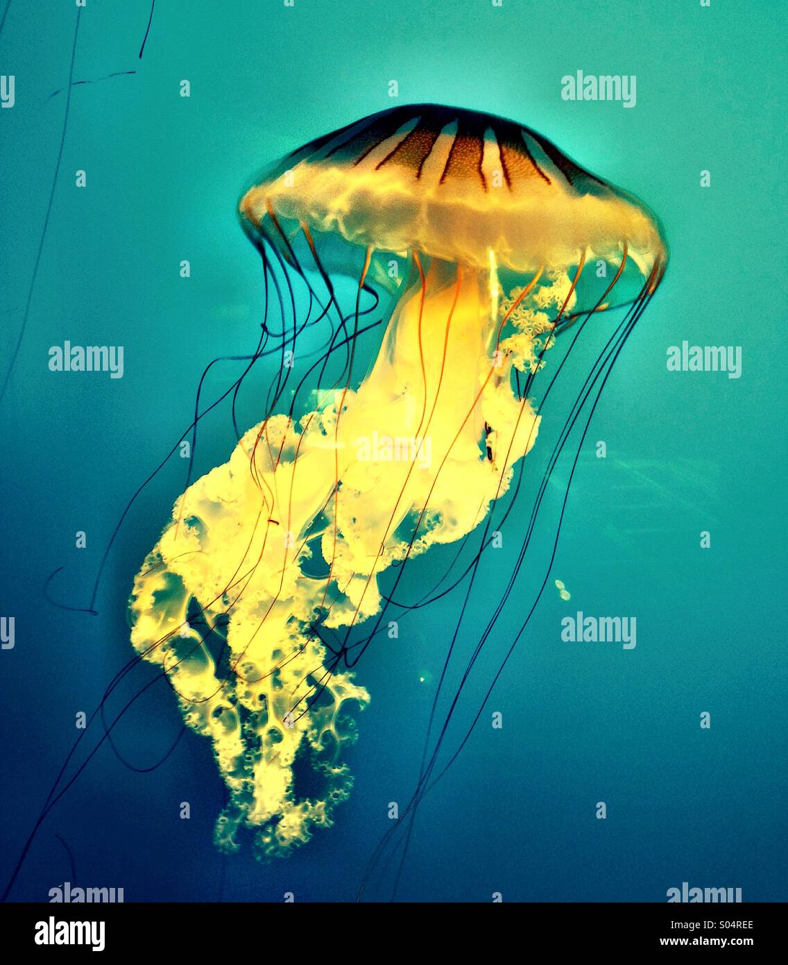 Jellyfish swimming - Smartphone Captured Stock Image