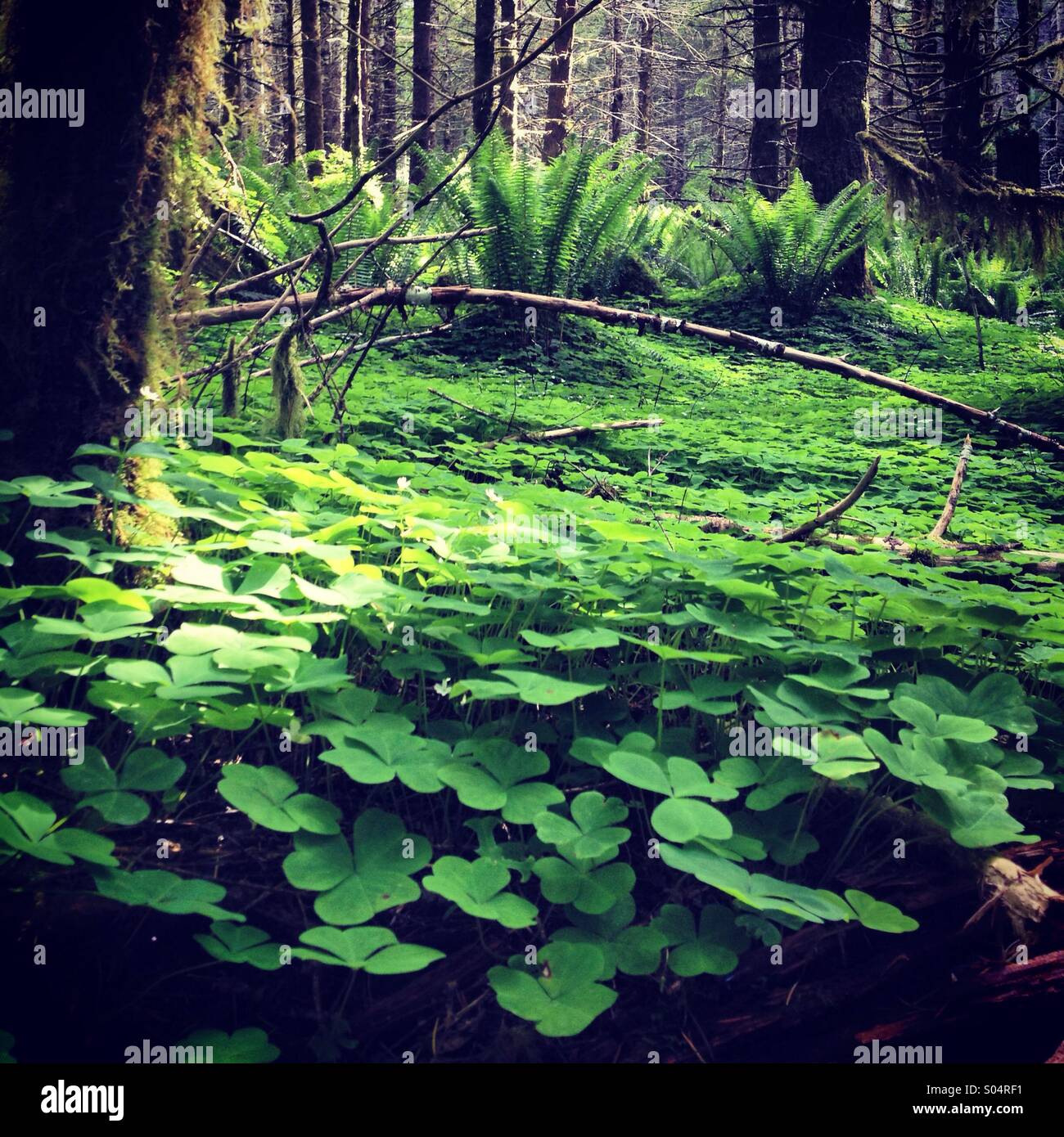 Pacific Northwest forest Stock Photo Alamy