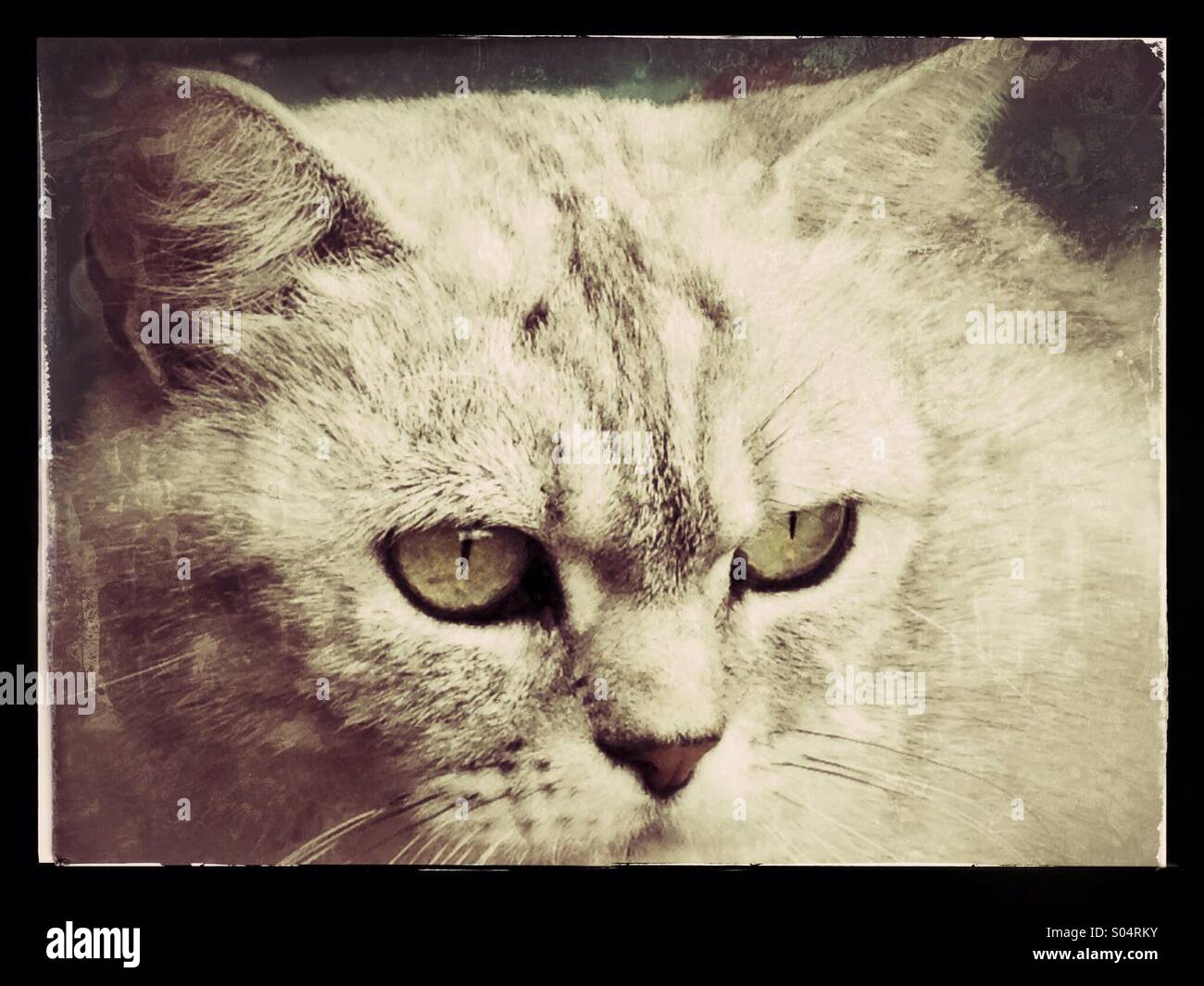 Cat portrait - Smartphone Captured Stock Image