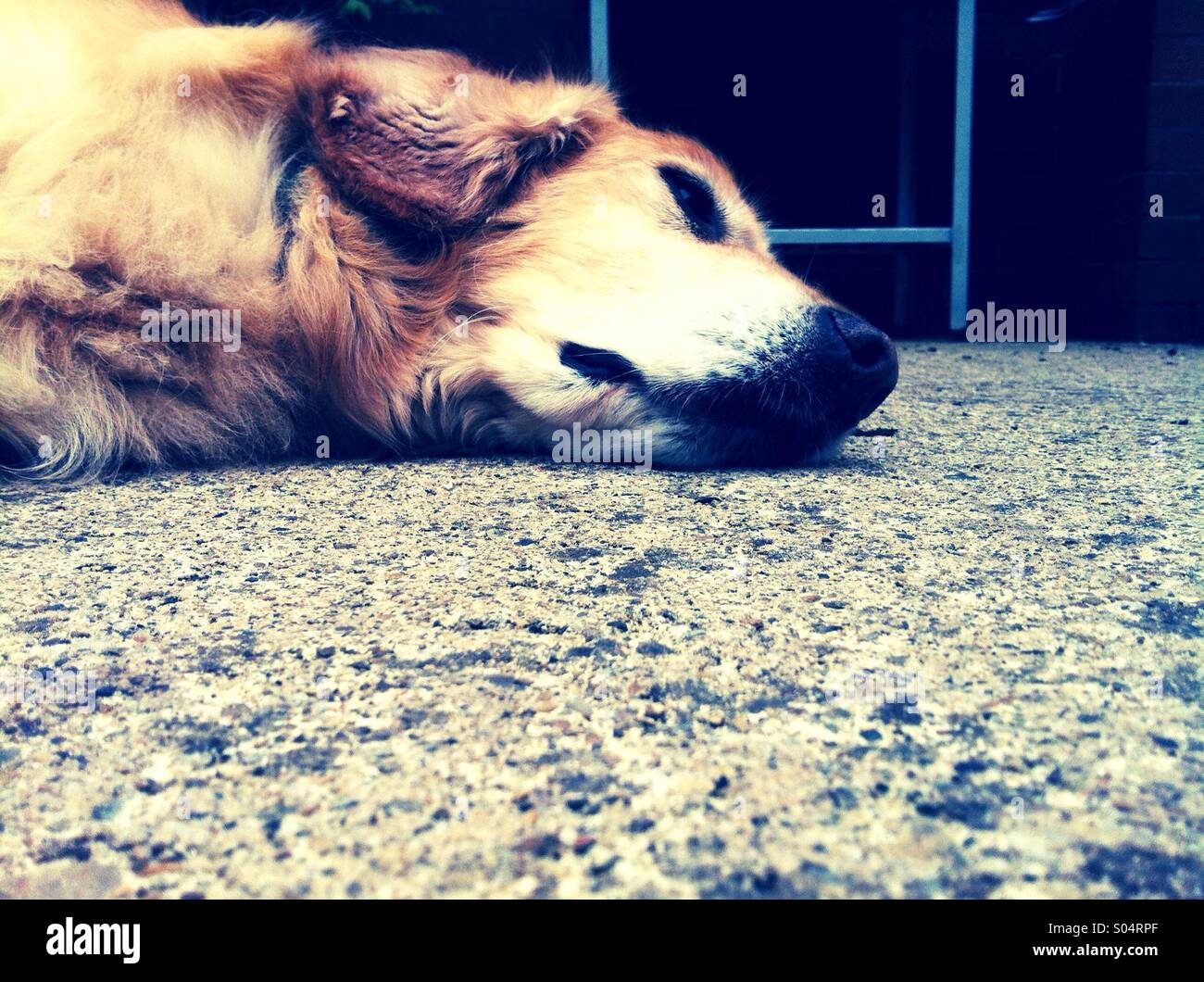 Golden retriever lying down hi-res stock photography and images - Alamy