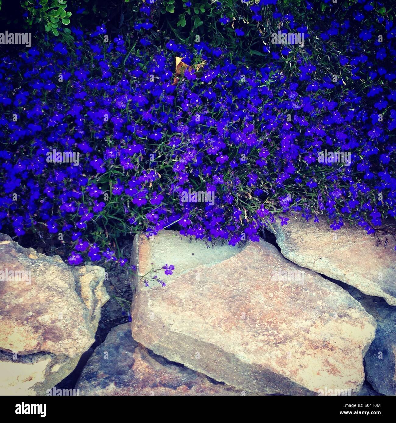 Purple flowers in a garden Stock Photo - Alamy