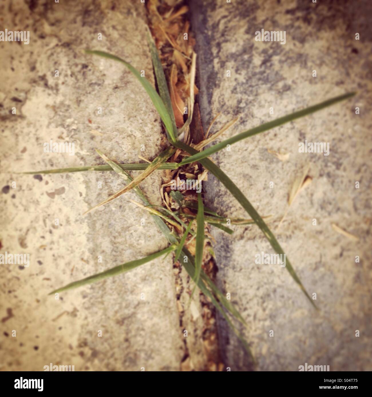 Green weed cracking through cement Stock Photo Alamy