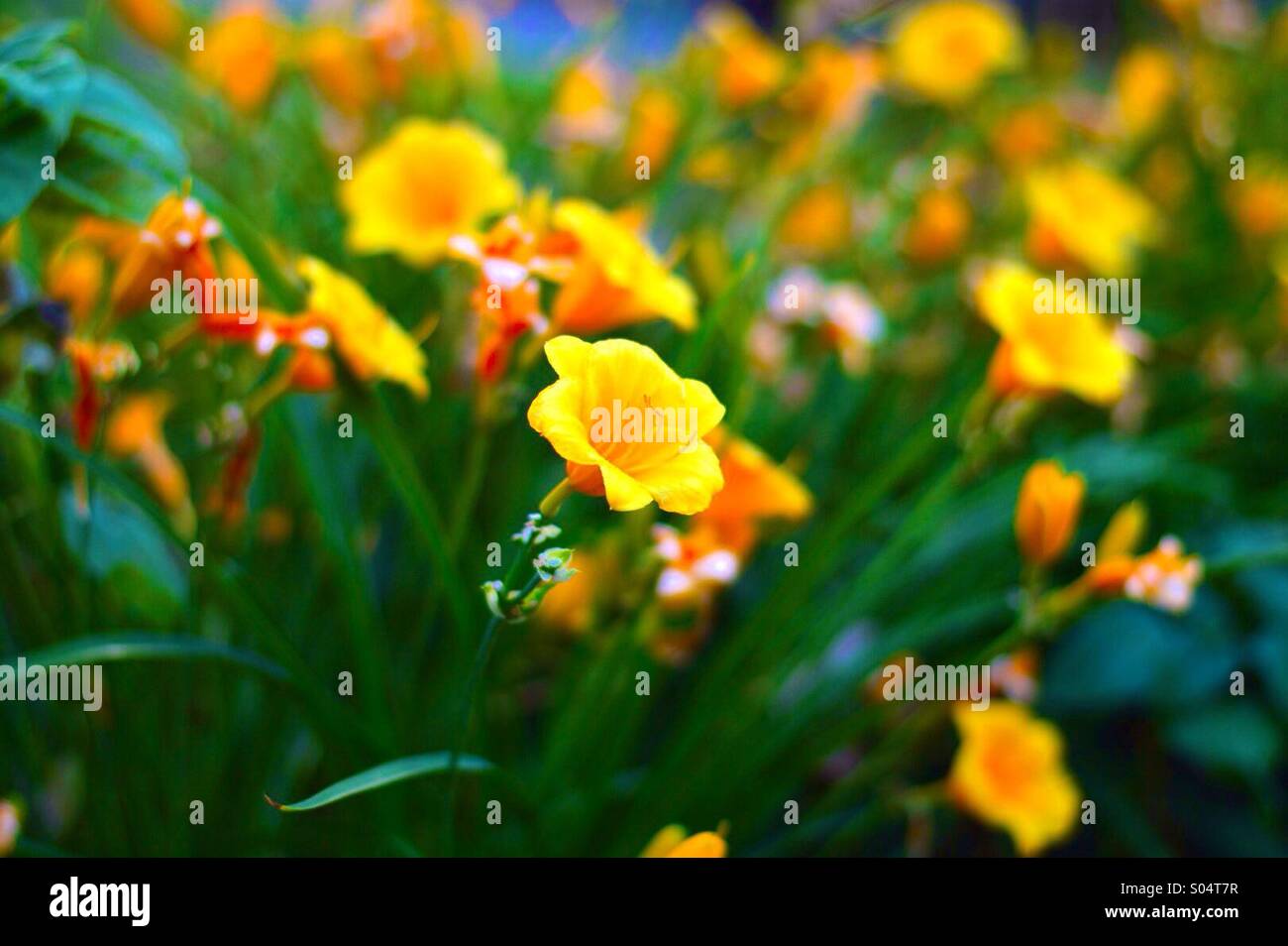 Quality flowers hi-res stock photography and images - Alamy