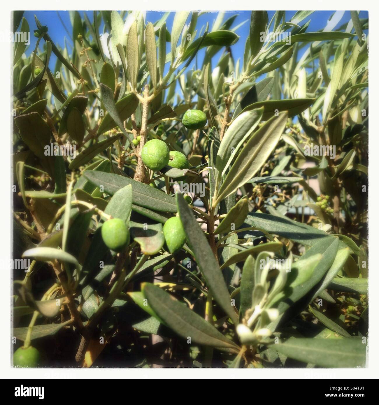 Olive tree - Smartphone Captured Stock Image