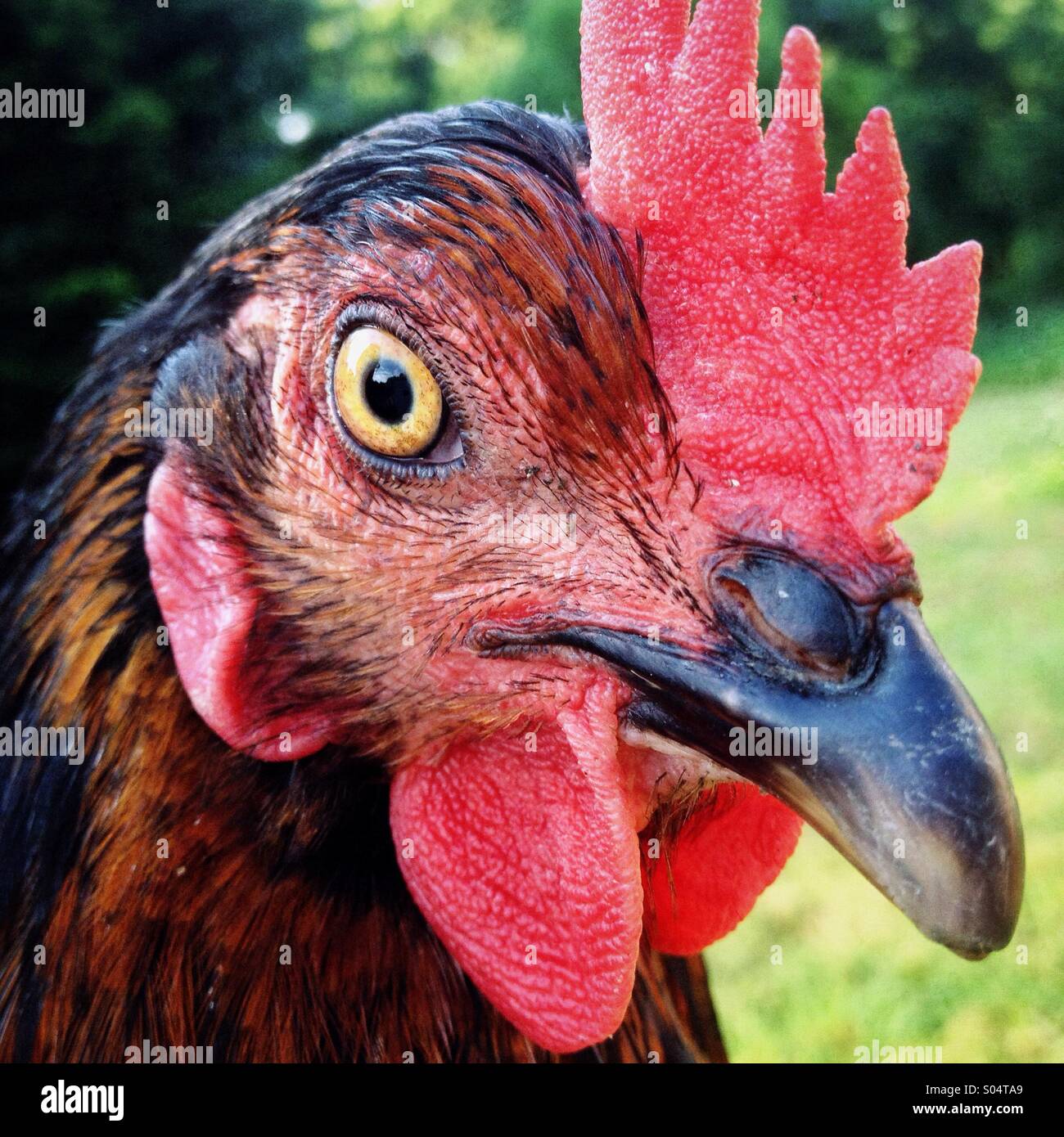 Close up portrait of chicken female hen Stock Photo