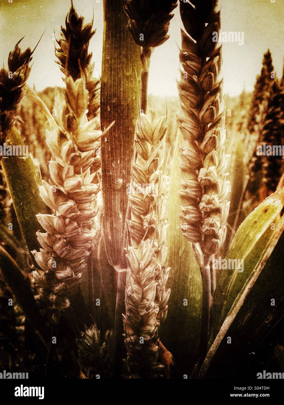 Wheat ripening in a field on Hampshire, UK - Smartphone Captured Stock Image