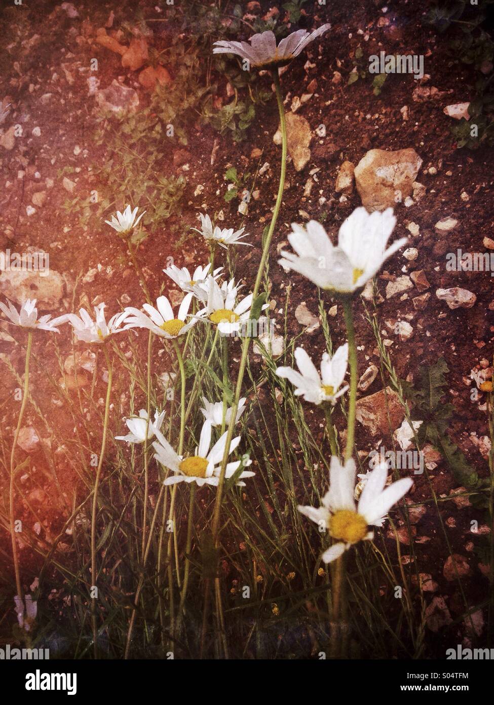 Trampled flowers hires stock photography and images Alamy