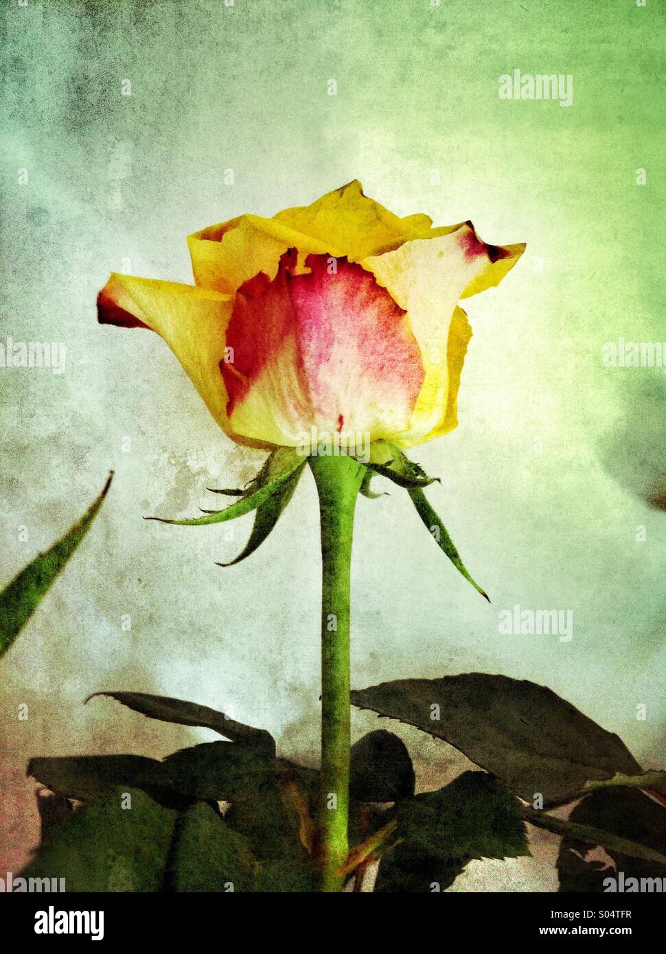 Vintage looking yellow and pink rose on single stem. - Smartphone Captured Stock Image