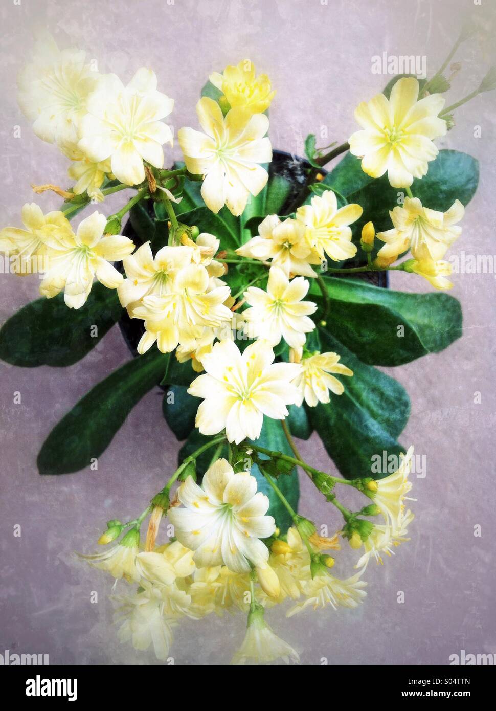 Yellow Lewisia flowers Stock Photo