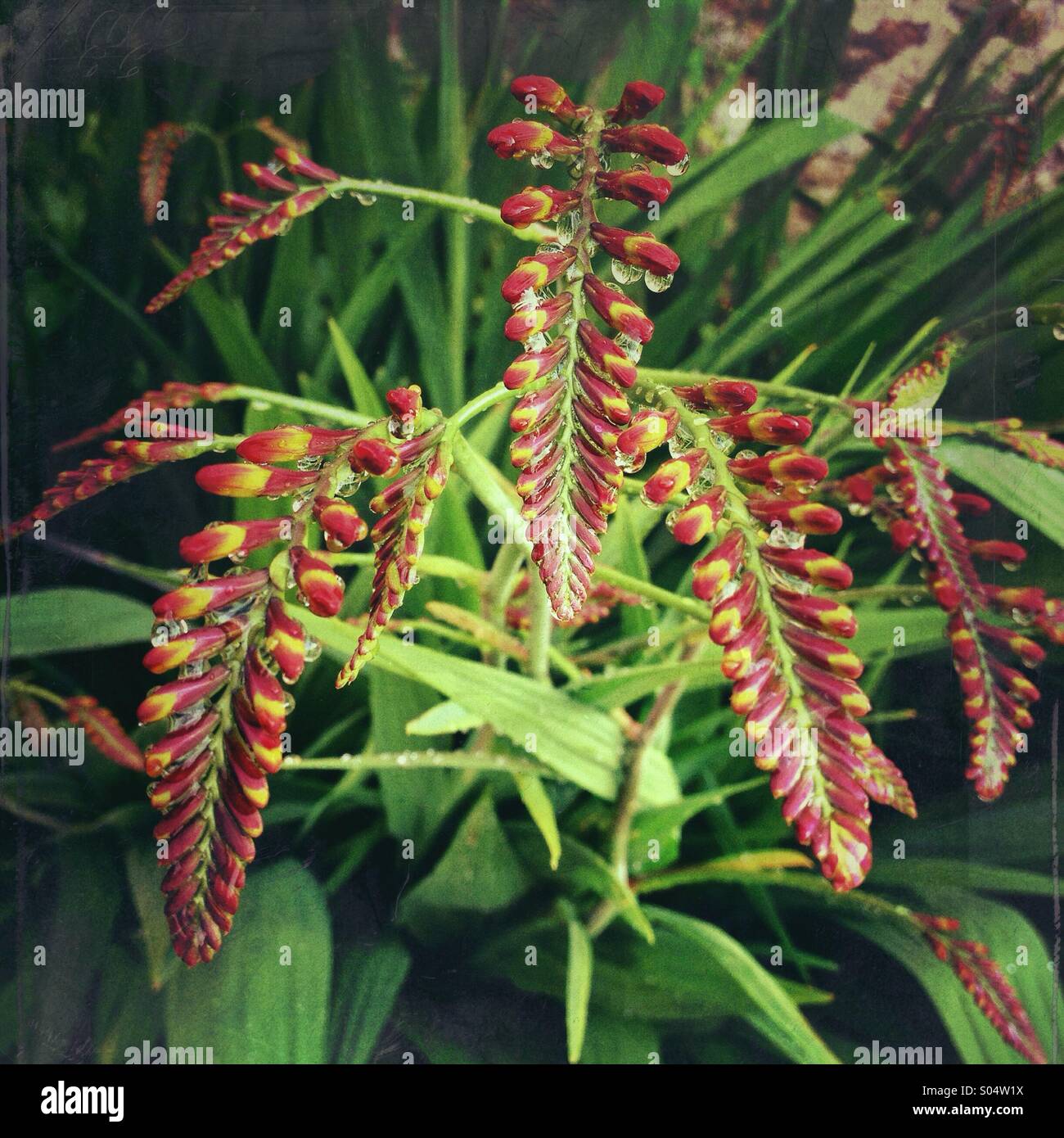 Immature inflorescence of Crocosmia flowers blooming with water drops after rain Stock Photo