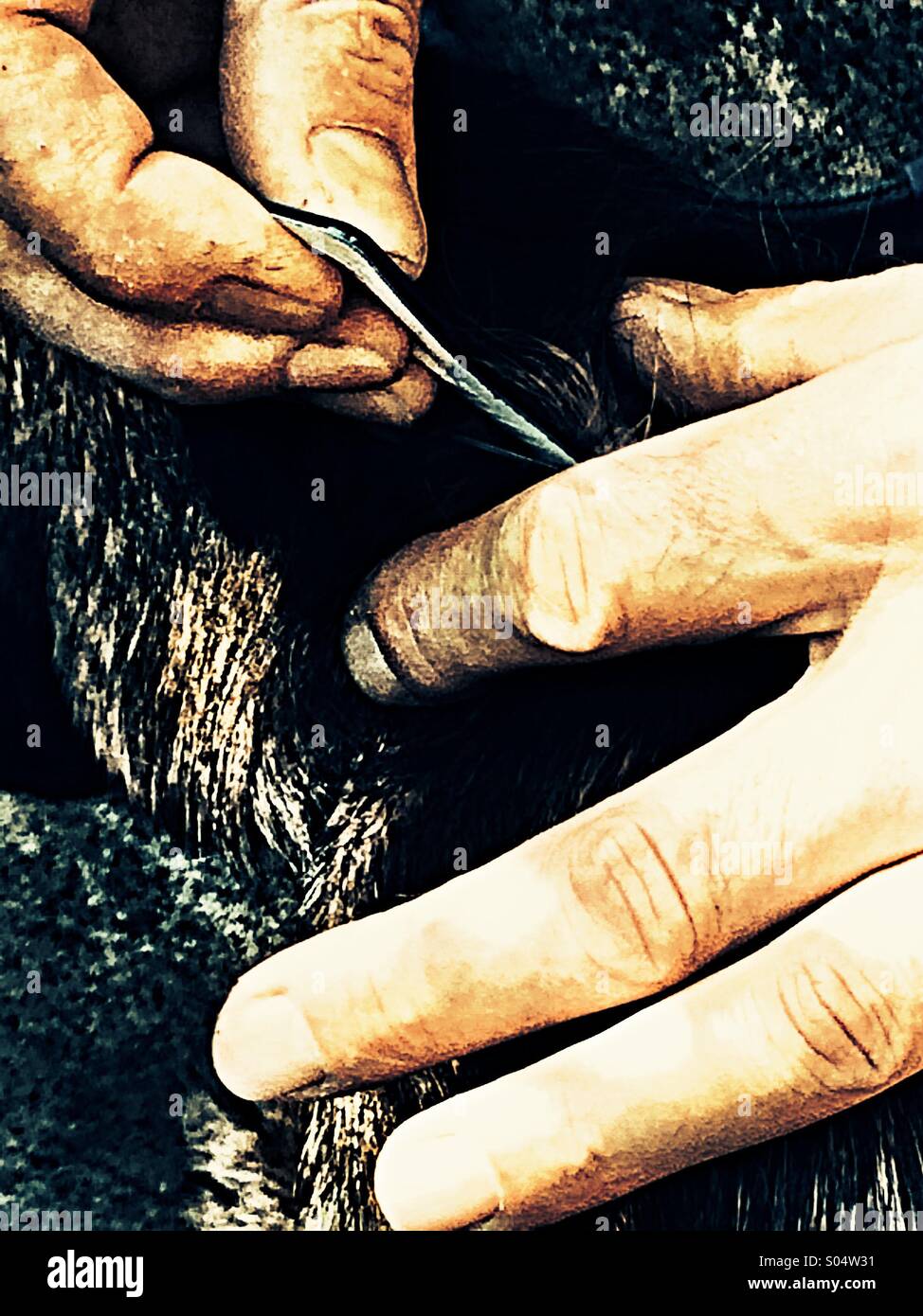 Close up of man using a nit comb on border terrier dog - Smartphone Captured Stock Image