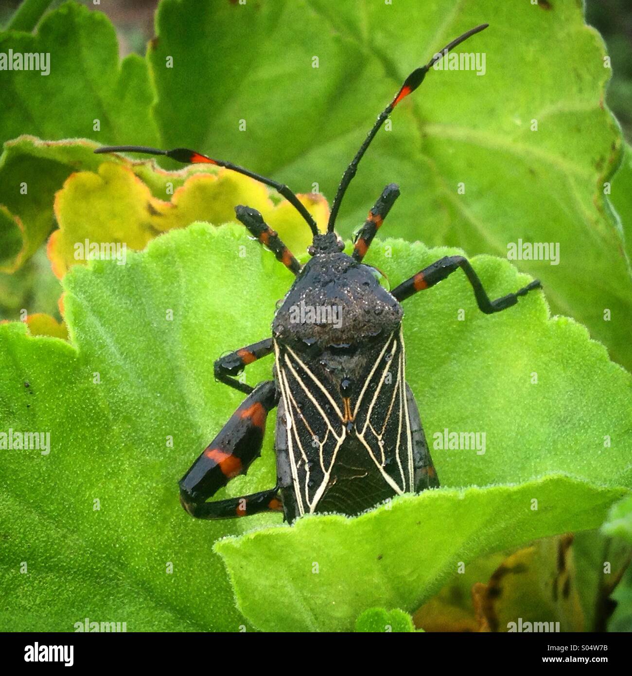 A beetle with geometric patterns perchs on a green leaf in Peña de Bernal, Queretaro state, Mexico - Smartphone Captured Stock Image