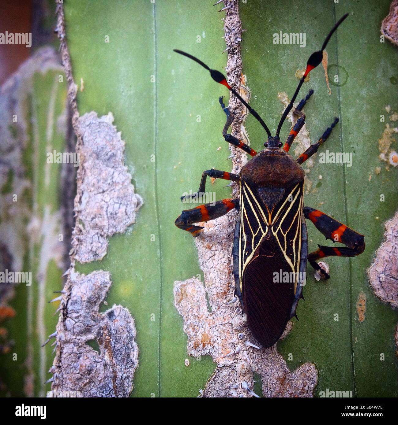A beetle with geometric patterns perchs on a cactus in Peña de Bernal, Queretaro state, Mexico - Smartphone Captured Stock Image