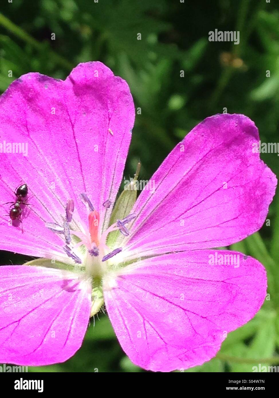 An ant being refreshed by the fragrance of a flower. Stock Photo