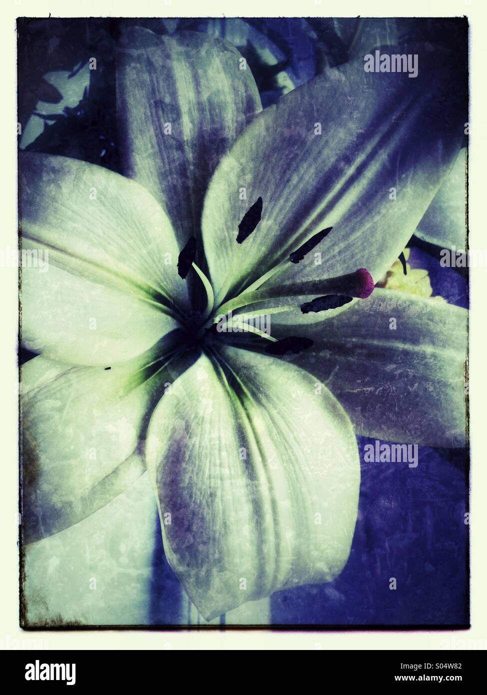 Lily - Smartphone Captured Stock Image