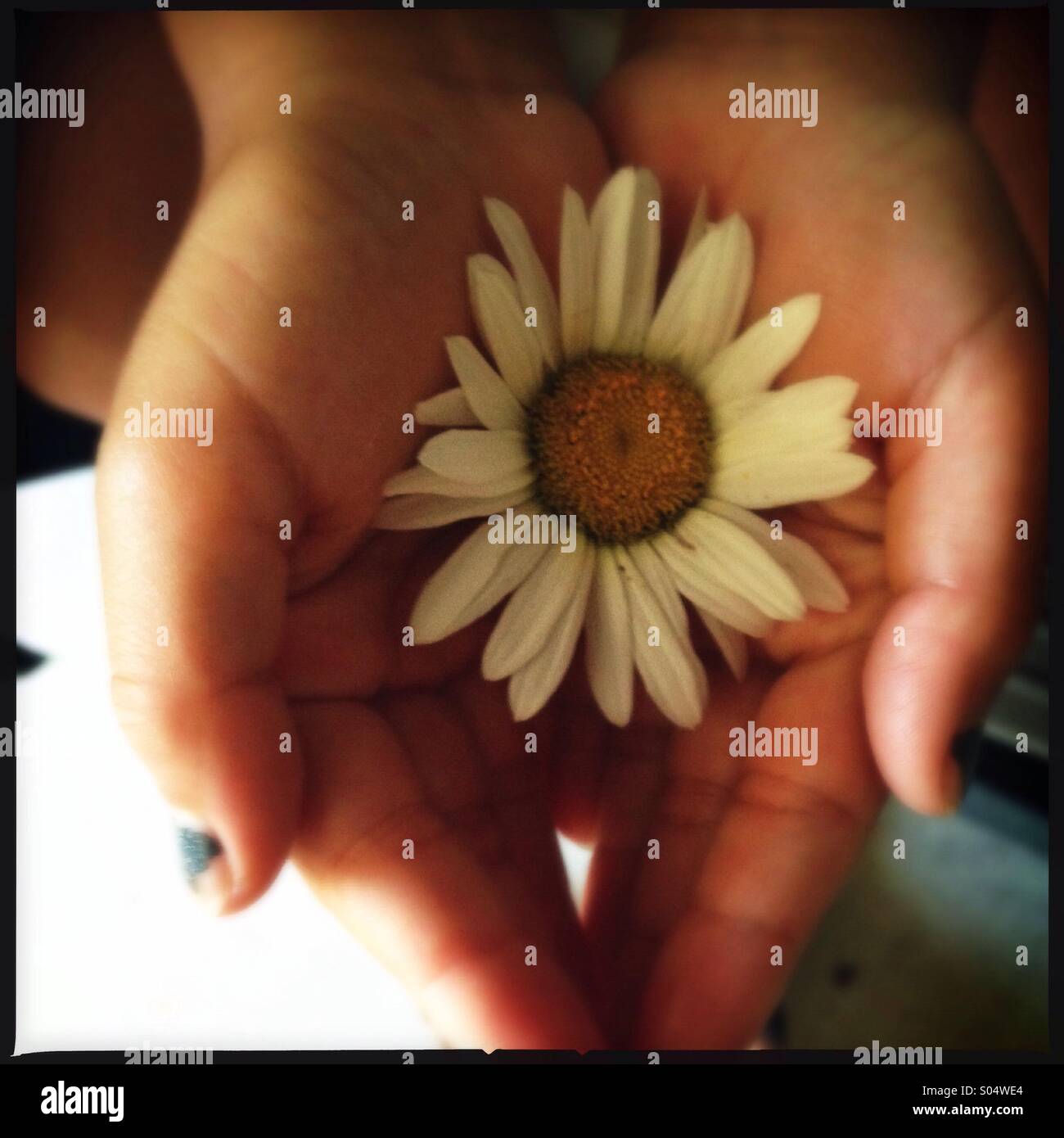 Hand of flowers hires stock photography and images Alamy