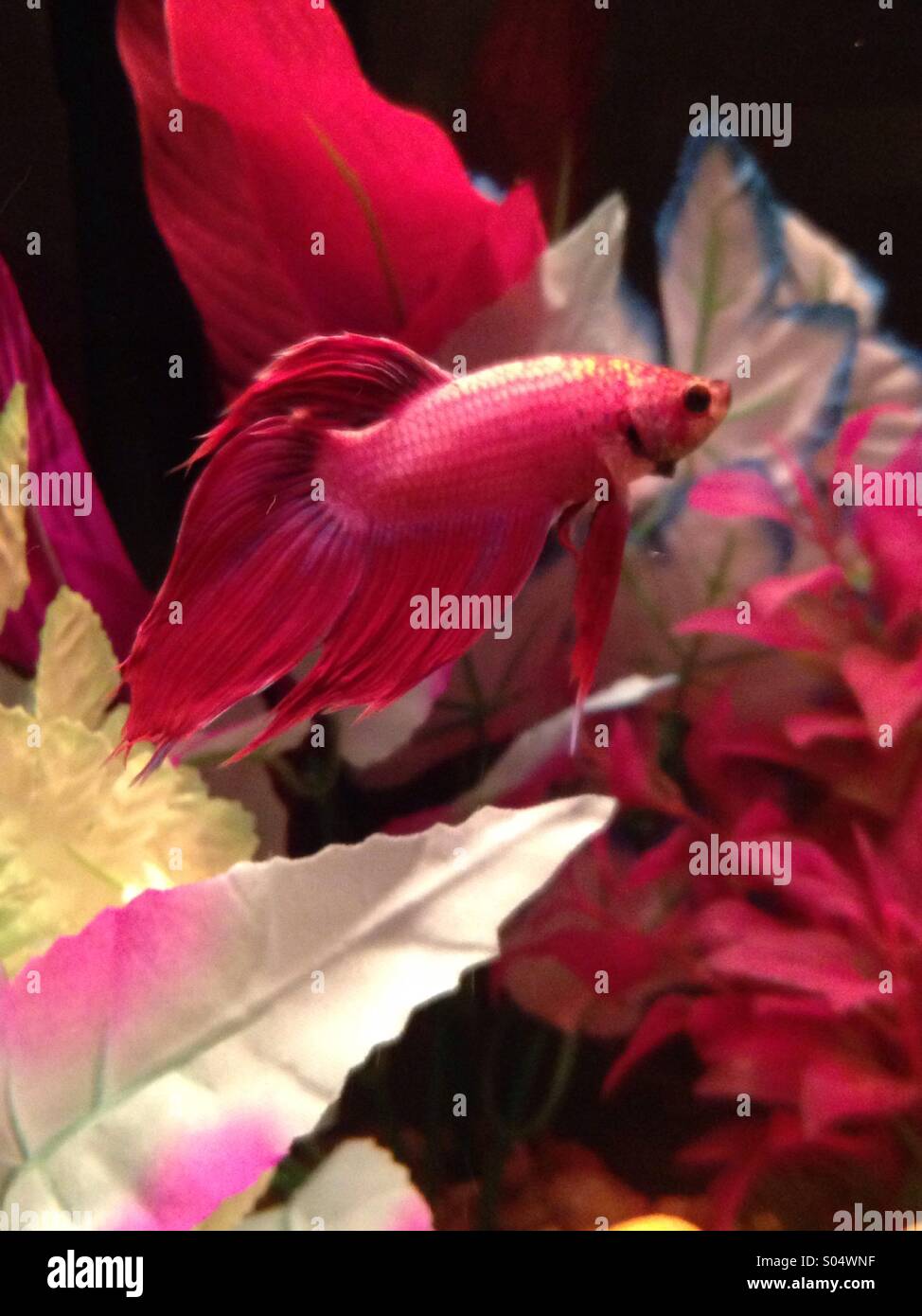Pretty red fish enjoying a swim. - Smartphone Captured Stock Image