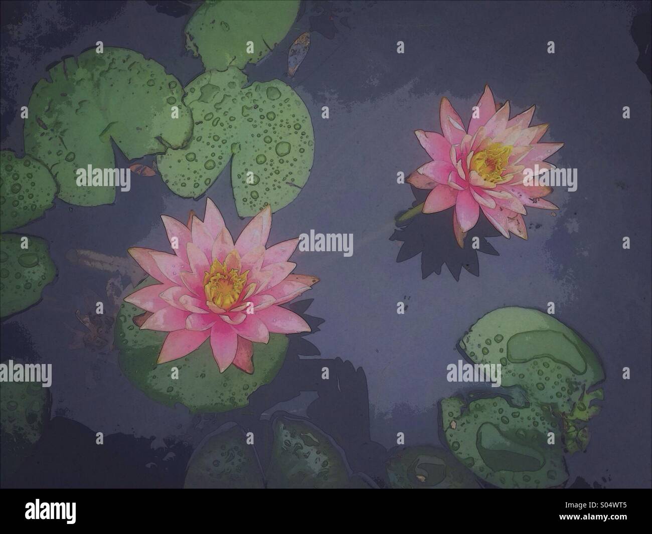 Water Lilies in Soft Shades Stock Photo Alamy