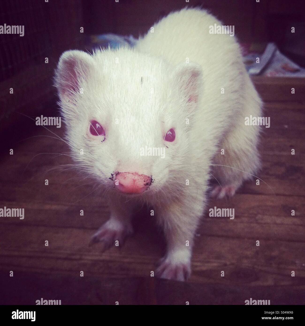 Albino ferret with red eyes looking at camera Stock Photo