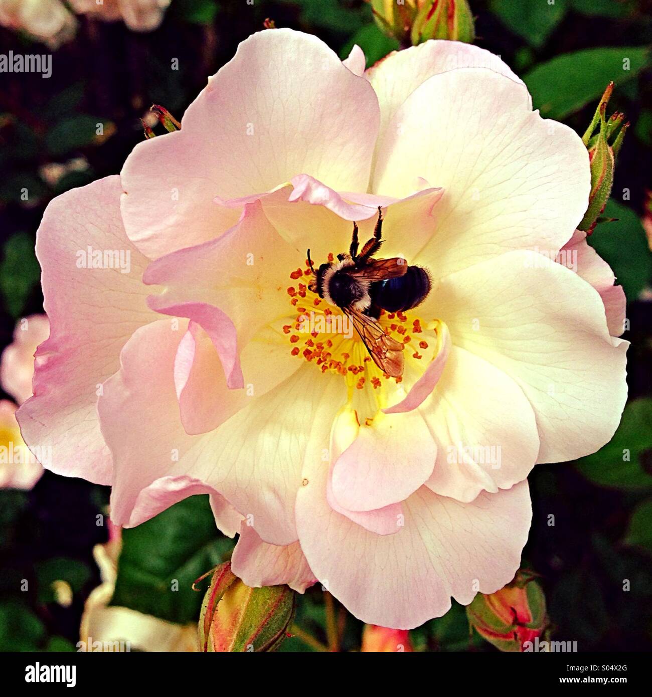 Rose being pollinated Stock Photo Alamy