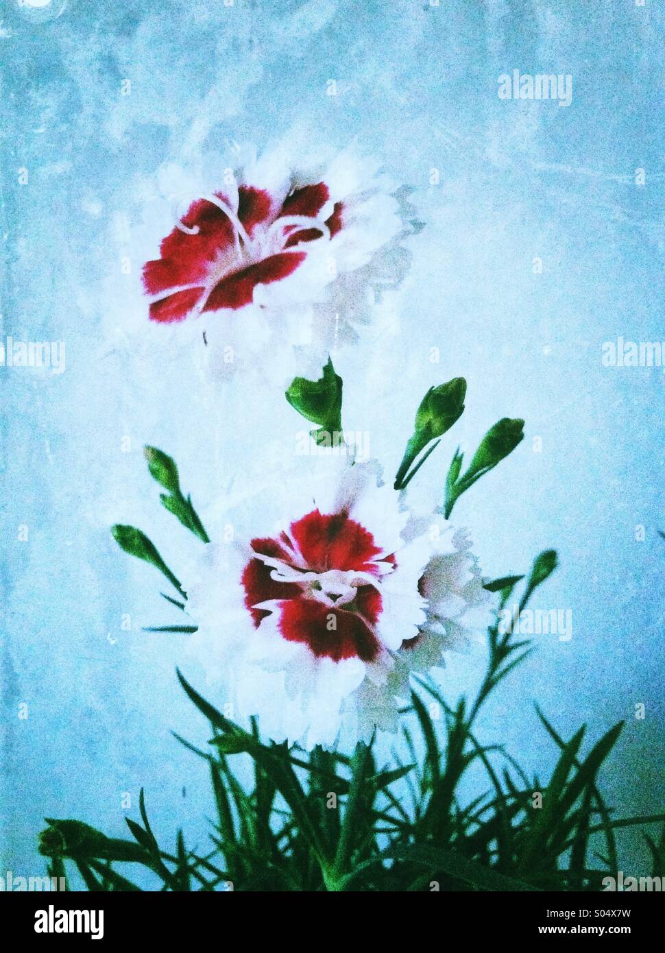 Red white dianthus flowers Stock Photo