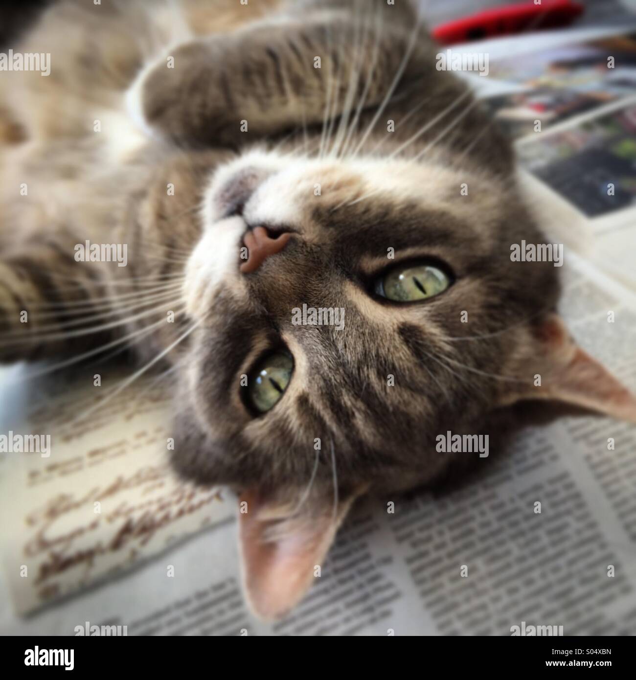 Upsidedown cat Stock Photo Alamy