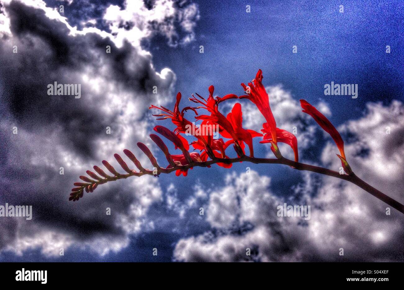 Crocosmia reaching for the sky - Smartphone Captured Stock Image