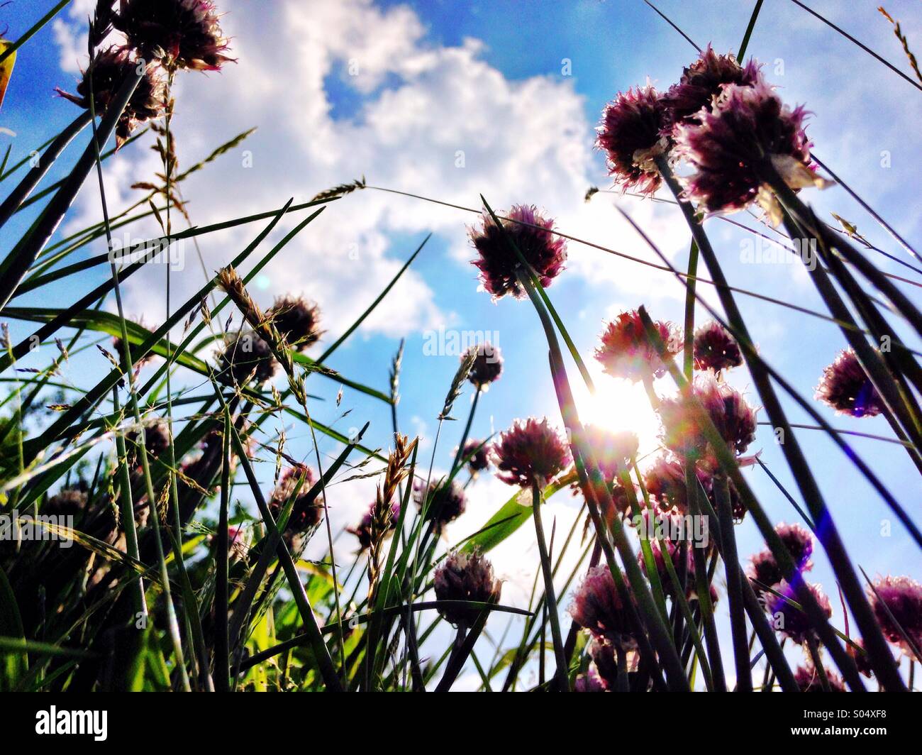 Under the chives. - Smartphone Captured Stock Image