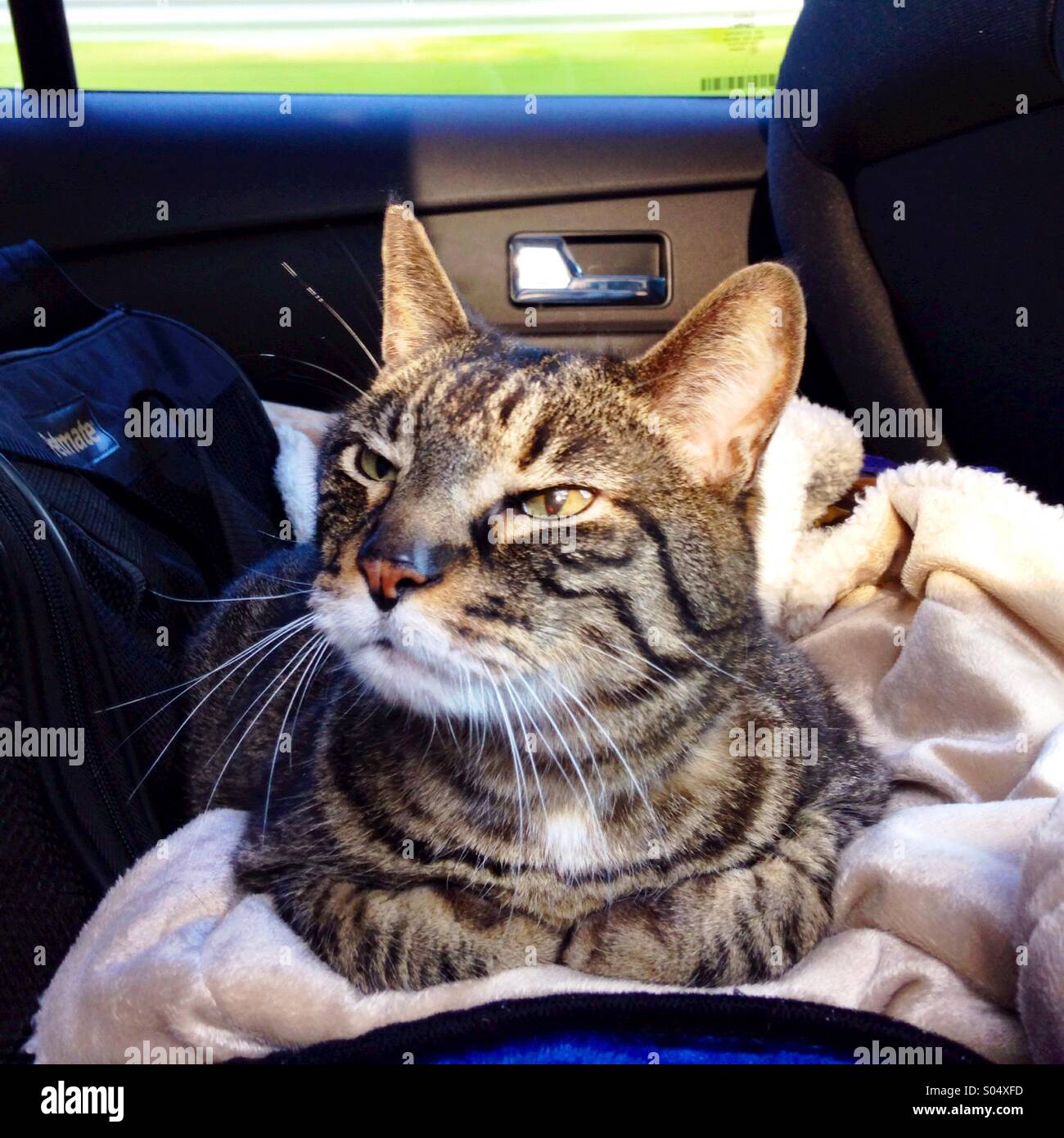 Cat riding in a car. - Smartphone Captured Stock Image