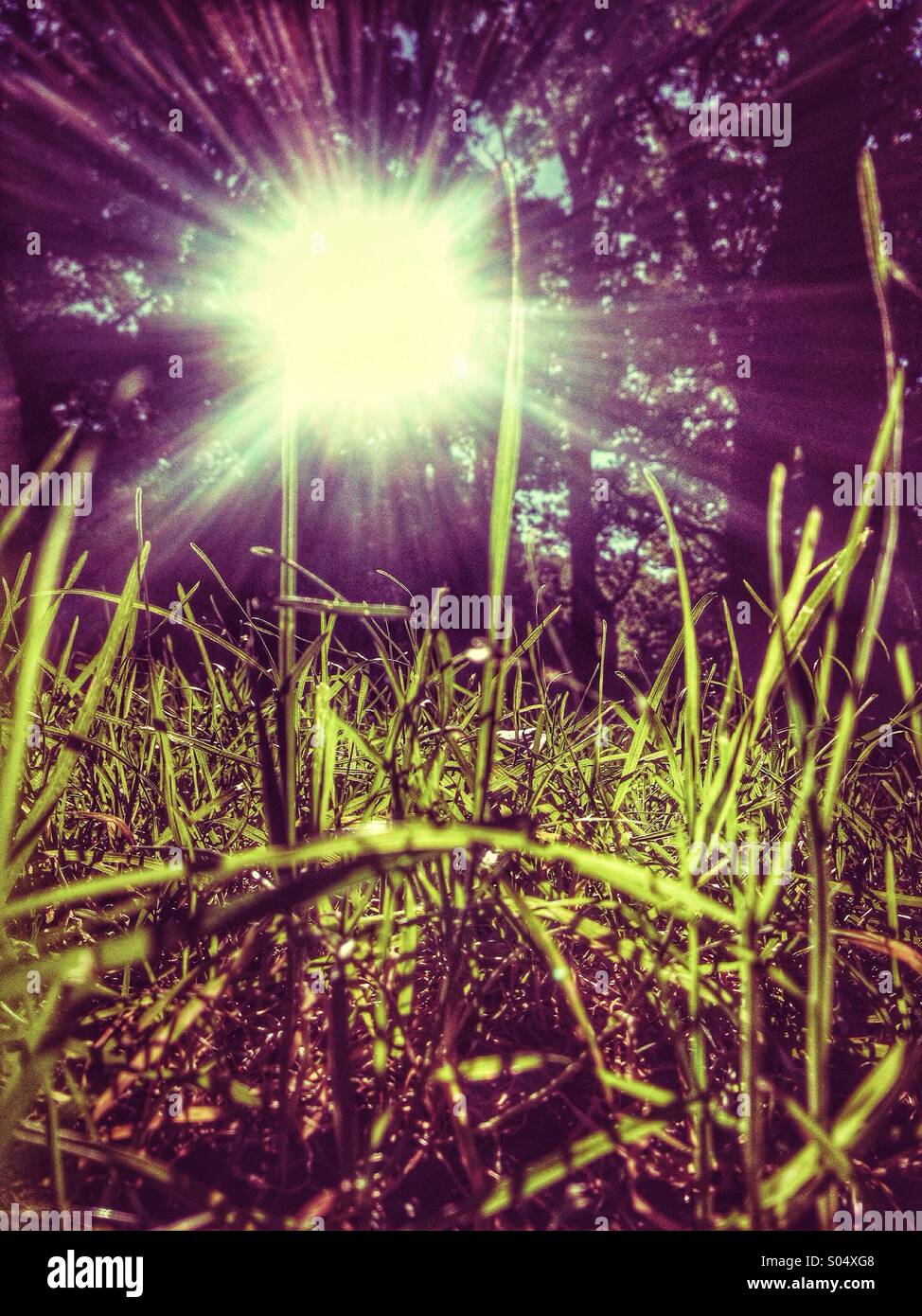 Eye level shot through grass looking up to sun shining through trees Stock Photo