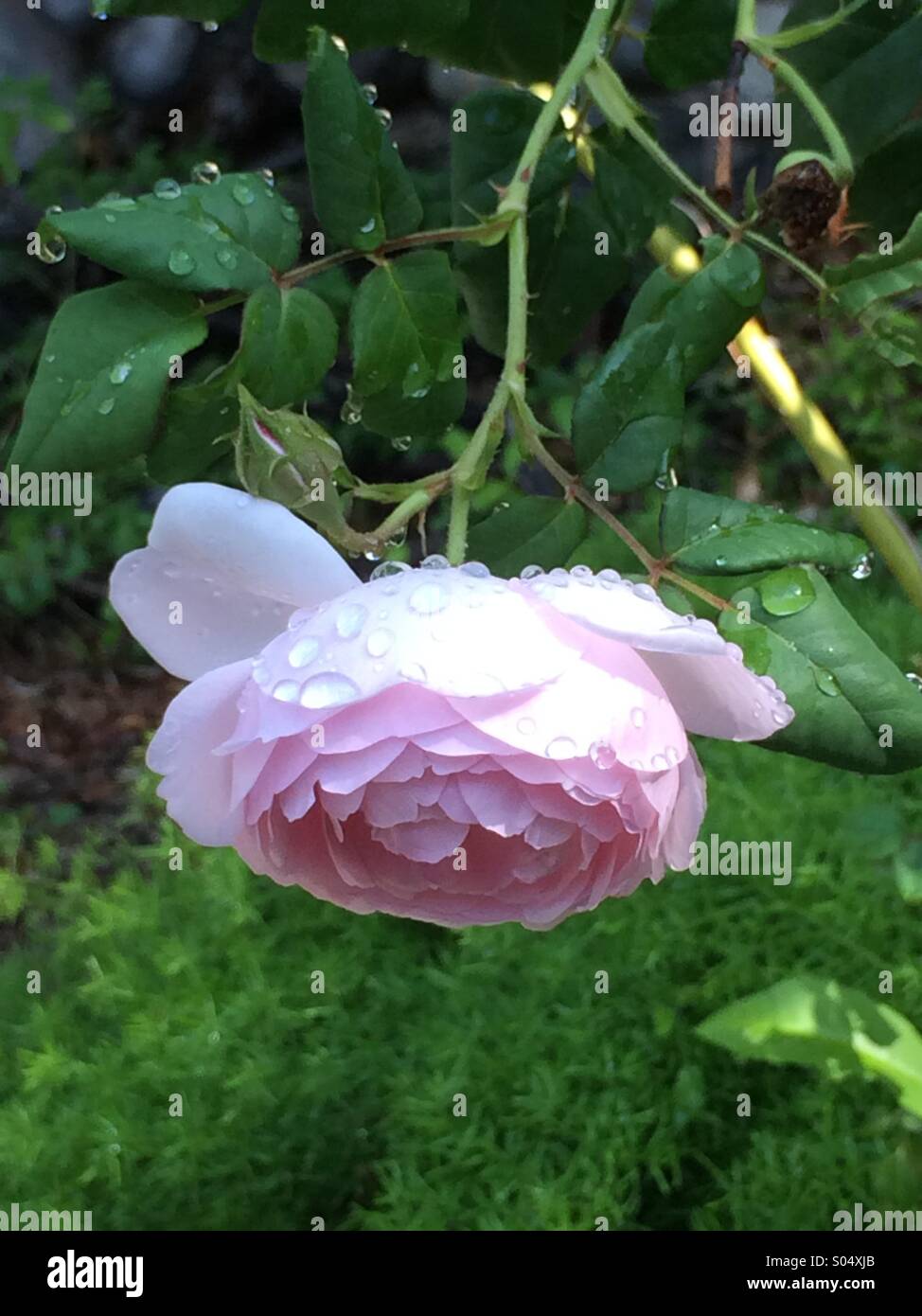 Pink rose with dew - Smartphone Captured Stock Image