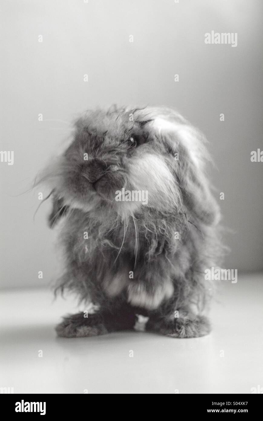 Wet bunny rabbit isolated on light background Stock Photo Alamy