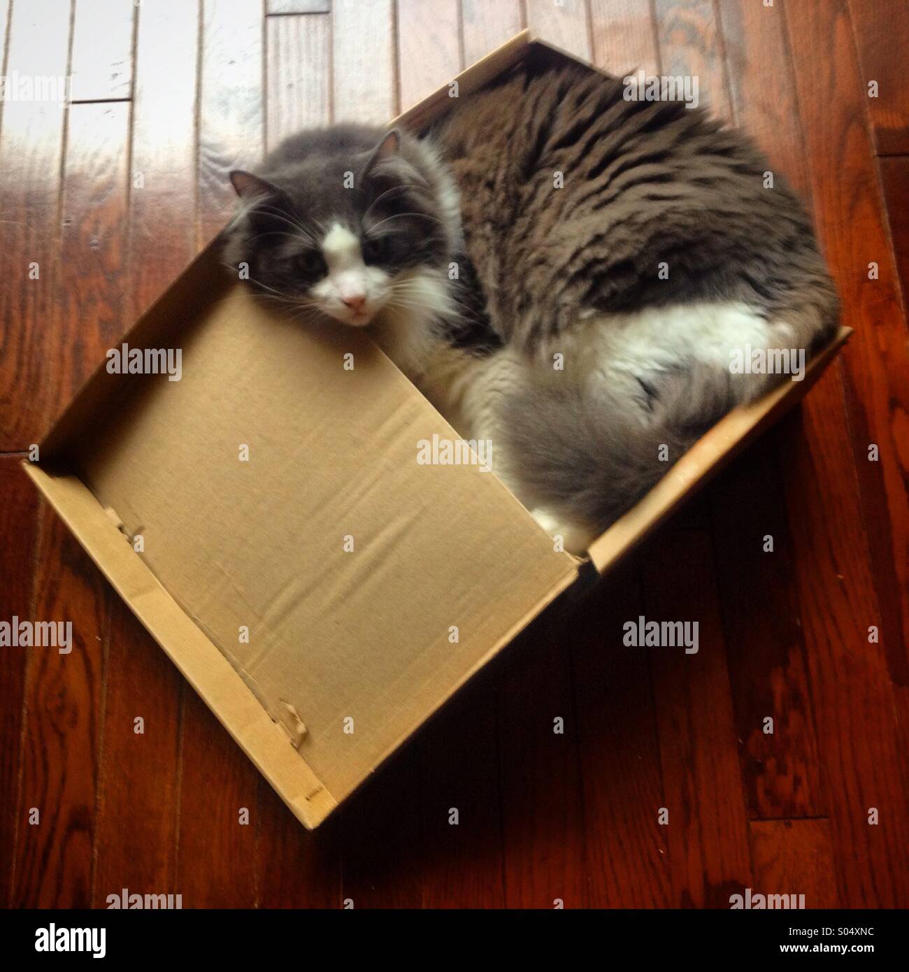 A cat rests inside a shoes box in a house of Colonia Roma, Mexico City, Mexico Stock Photo