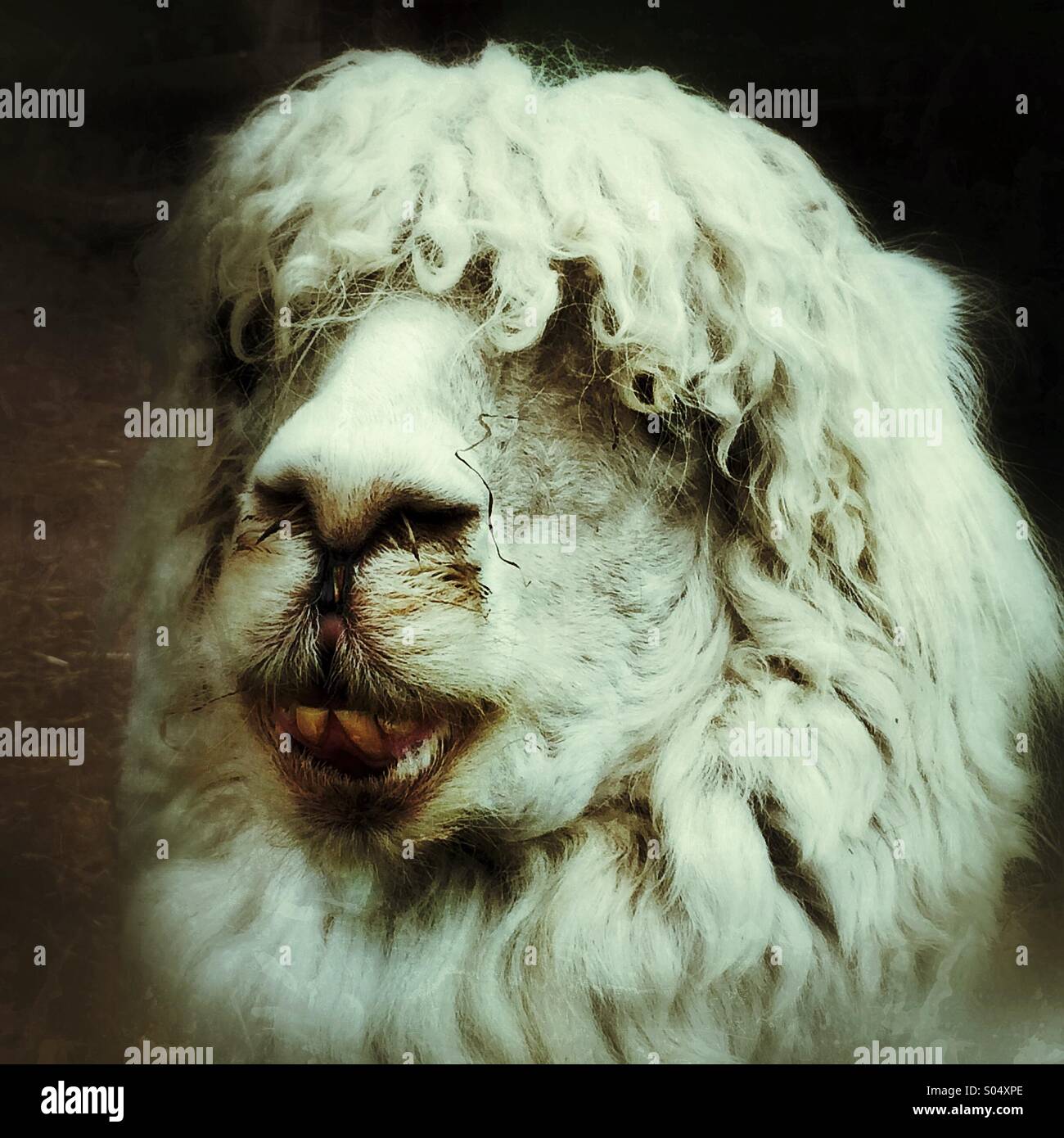 A face only a mother could love! - Smartphone Captured Stock Image