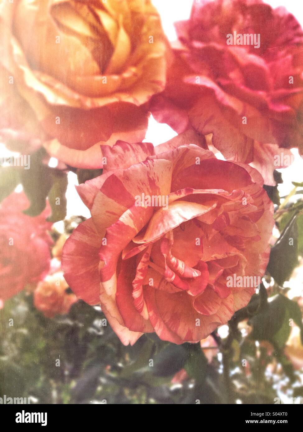 Three roses yellow hi-res stock photography and images - Alamy