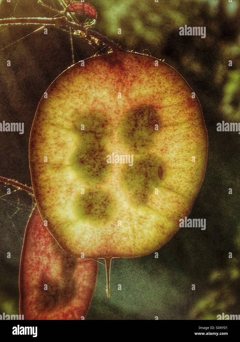 Honesty seeds - Smartphone Captured Stock Image