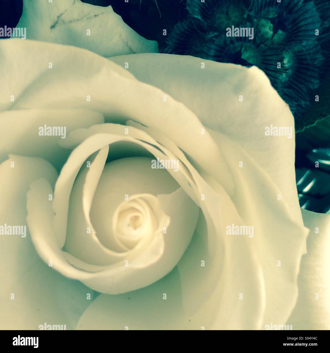 Soft cream rose petals hi-res stock photography and images - Alamy