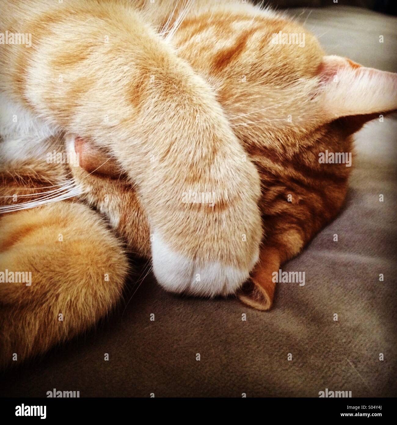 Orange cat covering his eyes Stock Photo Alamy
