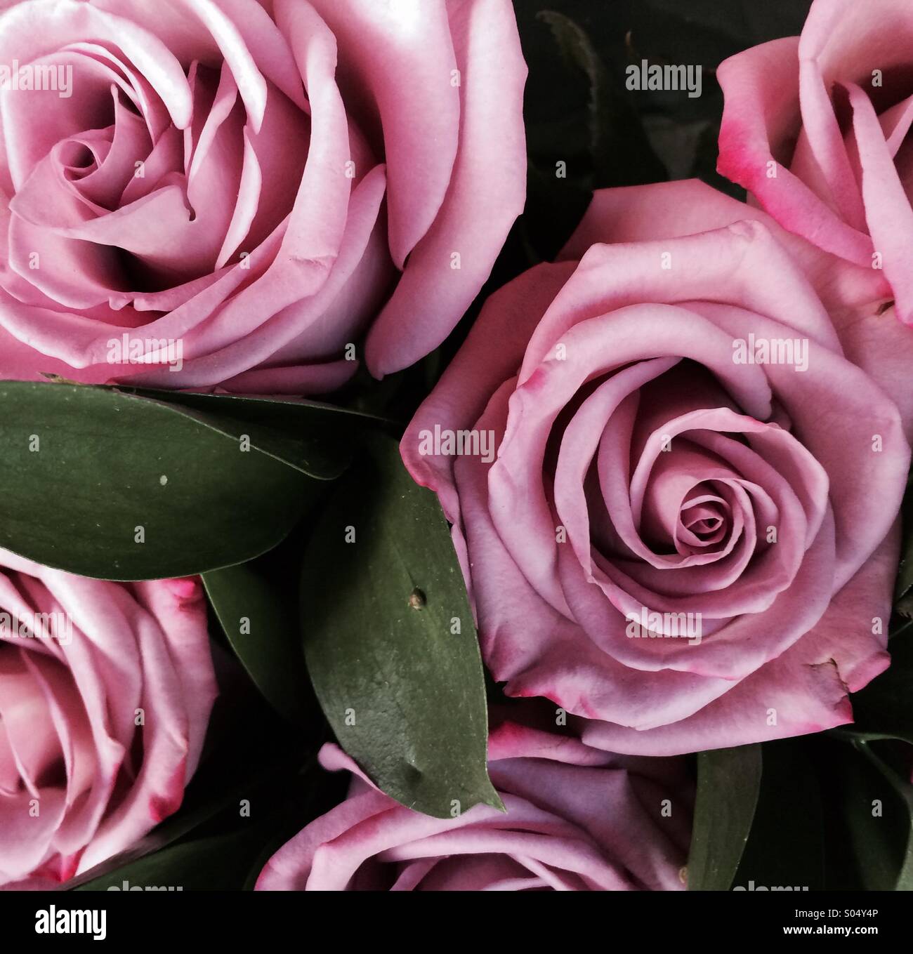Purple roses hi-res stock photography and images - Alamy
