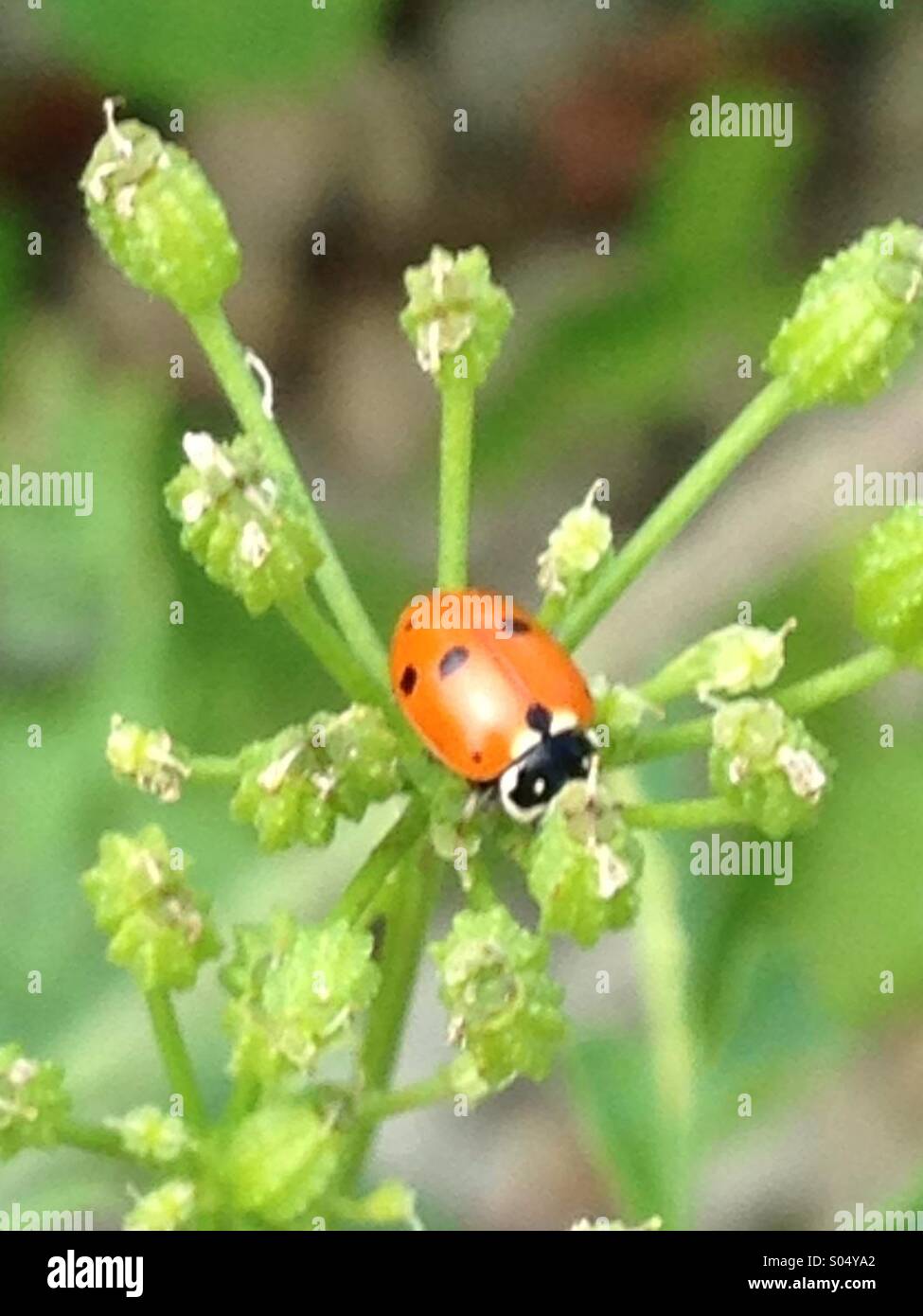 Fanciful ladybug. - Smartphone Captured Stock Image