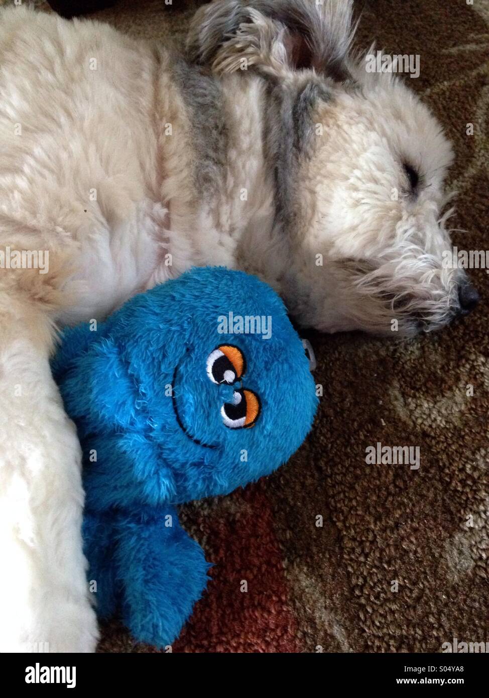 Dog cuddles with toy while asleep. - Smartphone Captured Stock Image