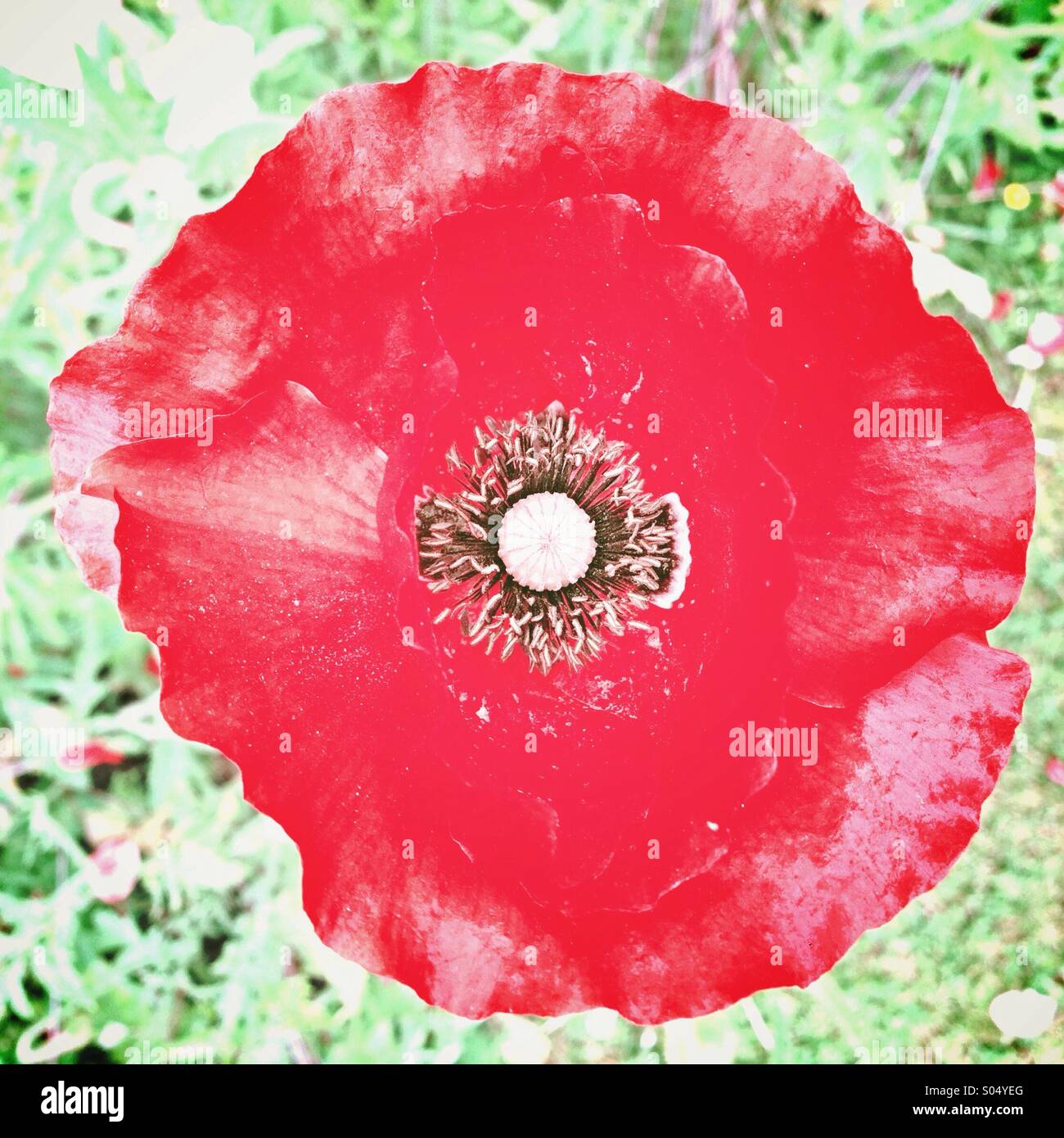 Red Poppy Field Free Stock Photo Public Domain Pictures